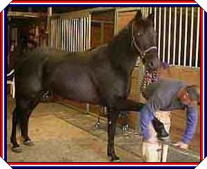Beauty with farrier, Charlie Sublette