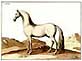 Baron Deisenberg - Horses Without Riders